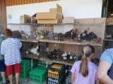 4. Kleintiermarkt mit Hahnenwettkrähen (12).jpg