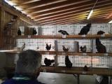 3. Kleintiermarkt mit Hahnenwettkrähen (4).jpg