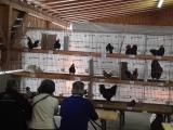 3. Kleintiermarkt mit Hahnenwettkrähen (2).jpg