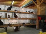 3. Kleintiermarkt mit Hahnenwettkrähen (5).jpg